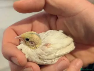 Quail poultry Beautiful Chinese painted quails (button quail) - Advert 2