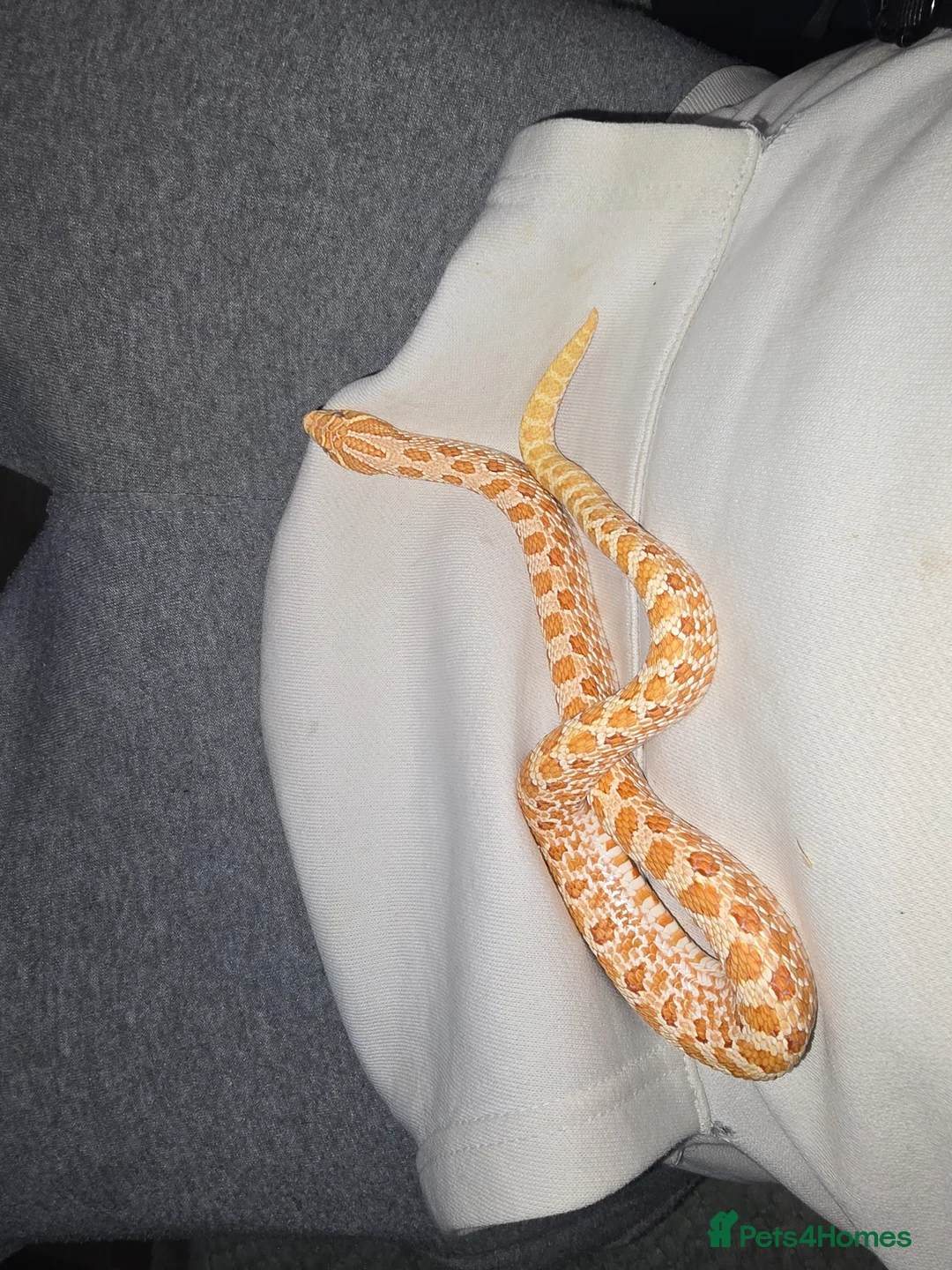 Snake reptiles for sale: Male hognose snake - Advert 2