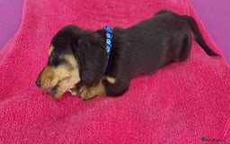 Miniature Dachshund dogs for sale: Miniature Dachshund puppies Longhaired & Smooth  - Image 26