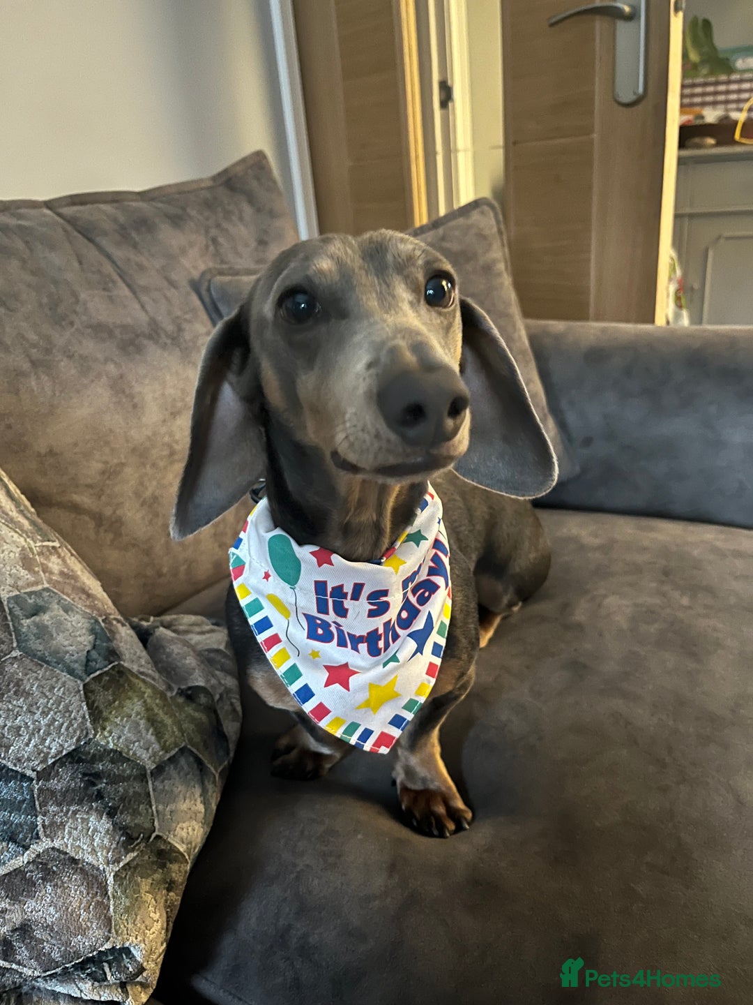 Dachshund dogs for sale: 3 year old male dachshund  - Advert 3