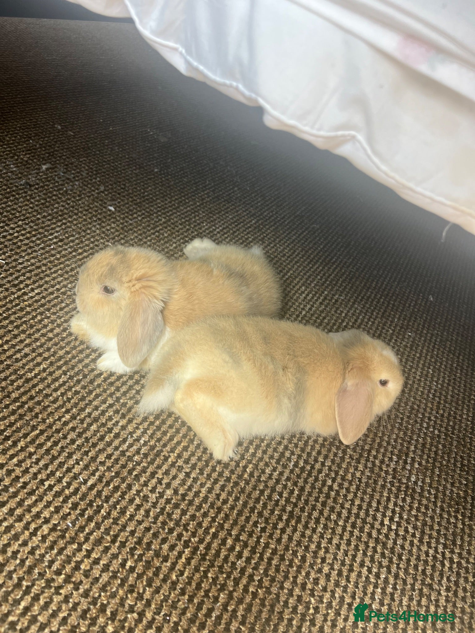 Mini Lop rabbits Female Mini Lops (Pair) - Advert 10