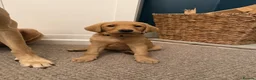 Labrador Retriever dogs for sale: KC Registered Labrador Bitch Puppy - Advert 6