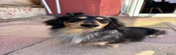 Miniature Dachshund dogs for stud: Odin: silver dapple tan miniature dachshund  in Hull - Advert 6
