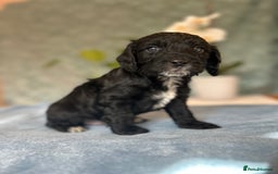 Cockapoo dogs for sale: Cocker Spaniel x Cockapoo Puppies Ready Soon  - Image 13