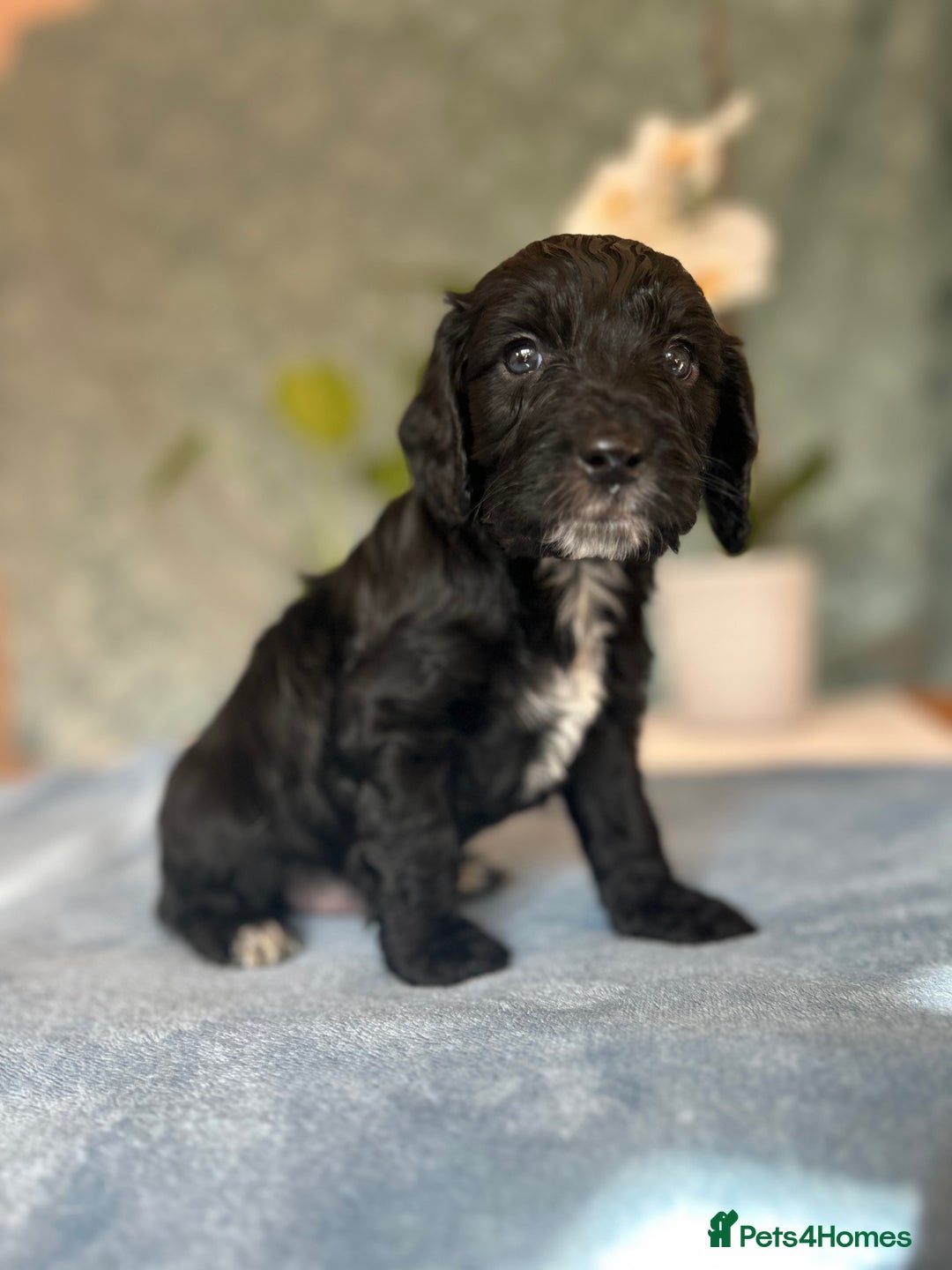 Cockapoo dogs for sale: Cocker Spaniel x Cockapoo Puppies Ready Soon  - Image 13