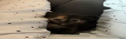 Mixed Breed cats for sale: Purrfectly adorable kittens - Advert 11