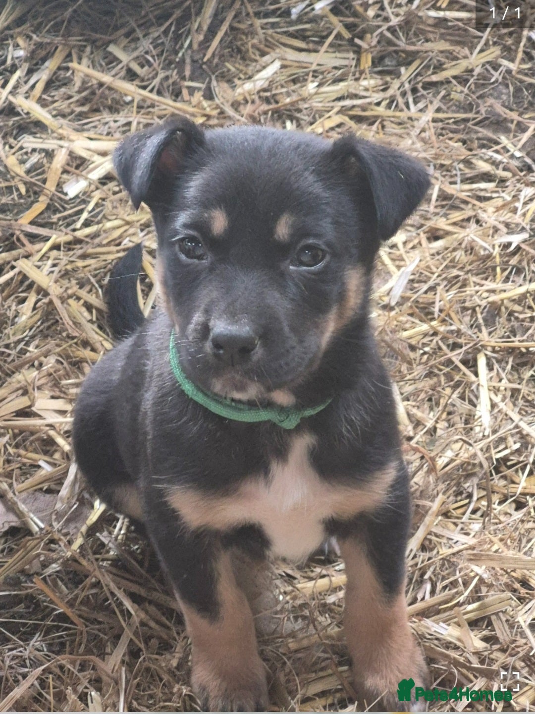 Mixed Breed dogs Working collie x kelpie puppies  - Advert 2