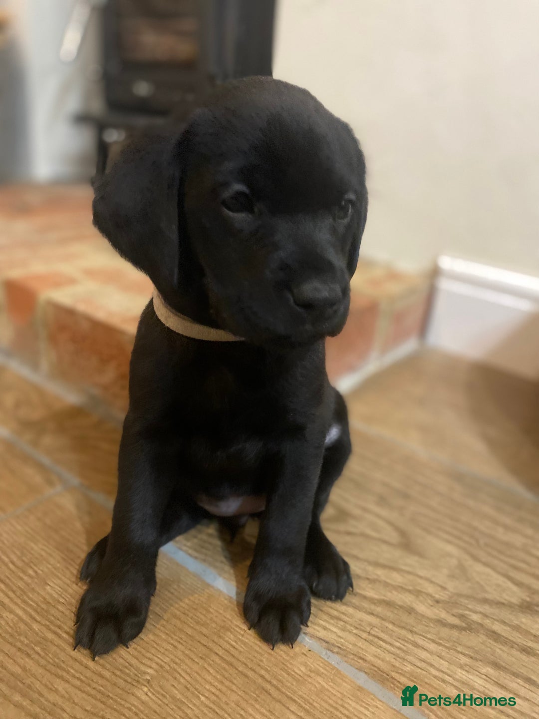 Labrador Retriever dogs for sale: Gorgeous Working Labrador puppies  - Advert 8