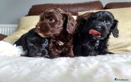 Cockapoo dogs for sale: F1 Cockapoo Puppies. Thick Coats. DNA tested - Image 2
