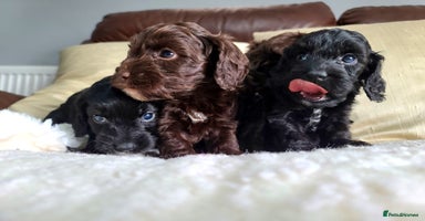 Cockapoo dogs - Advert 2
