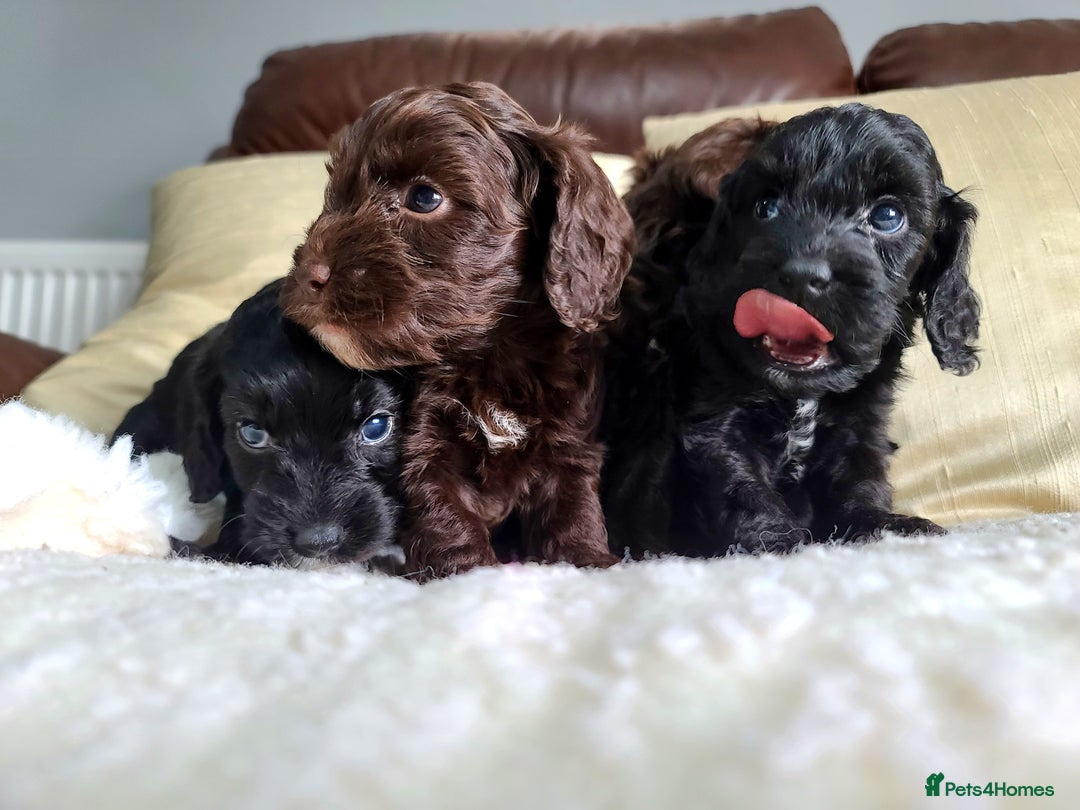 Cockapoo dogs for sale: F1 Cockapoo Puppies. Thick Coats. DNA tested - Image 2