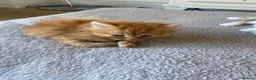 American Shorthair cats for sale: 2 Gorgeous boys - Advert 5