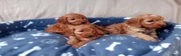 Cockapoo dogs for sale: Stunning red cockapoo/cavapoo puppies  in Coventry - Advert 14