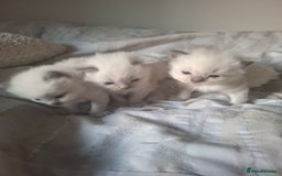 Ragdoll cats for sale: 🩵Blue Point KITTENS for sale!🩵 - Image 7