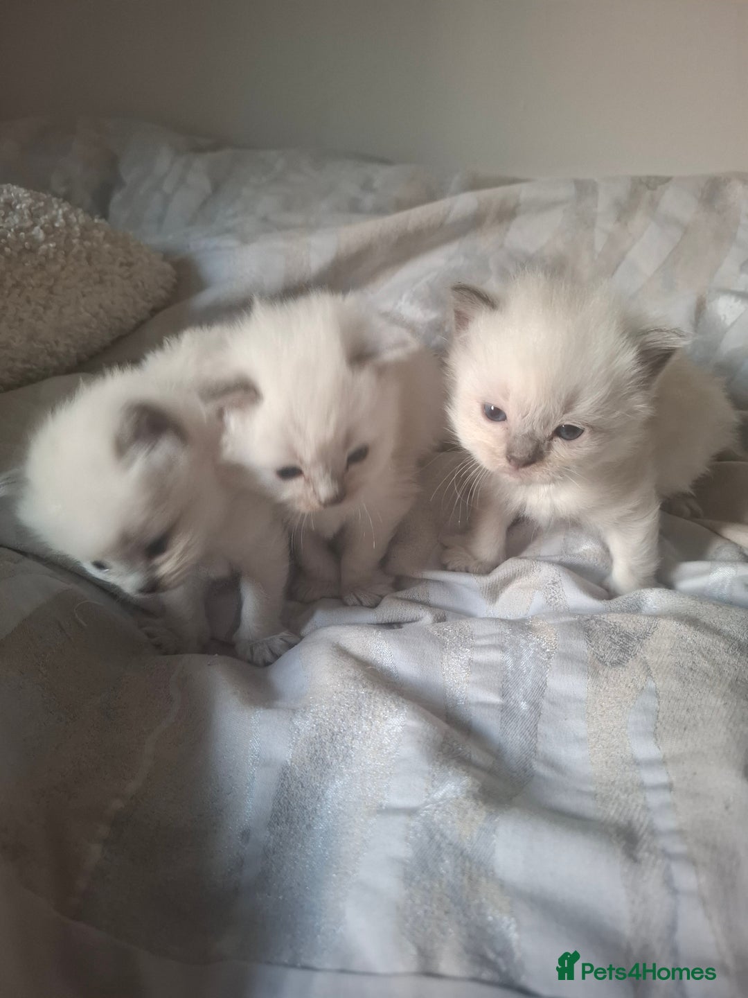 Ragdoll cats for sale: 🩵Blue Point KITTENS for sale!🩵 - Image 7