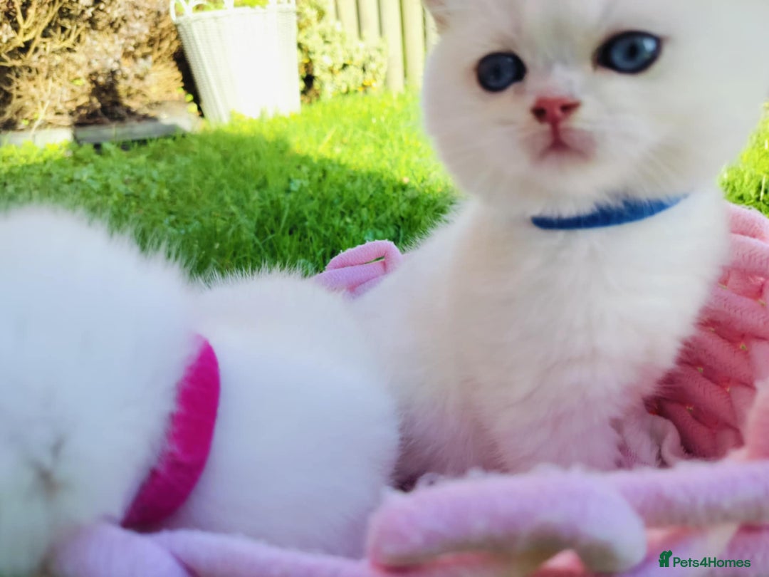 British Shorthair cats for sale: British shorthair kittens  - Advert 10