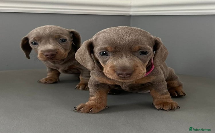 Miniature Dachshund dogs - Advert 9