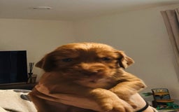 Cocker Spaniel dogs for sale: Fox Red Cocker Spaniel - Image 6