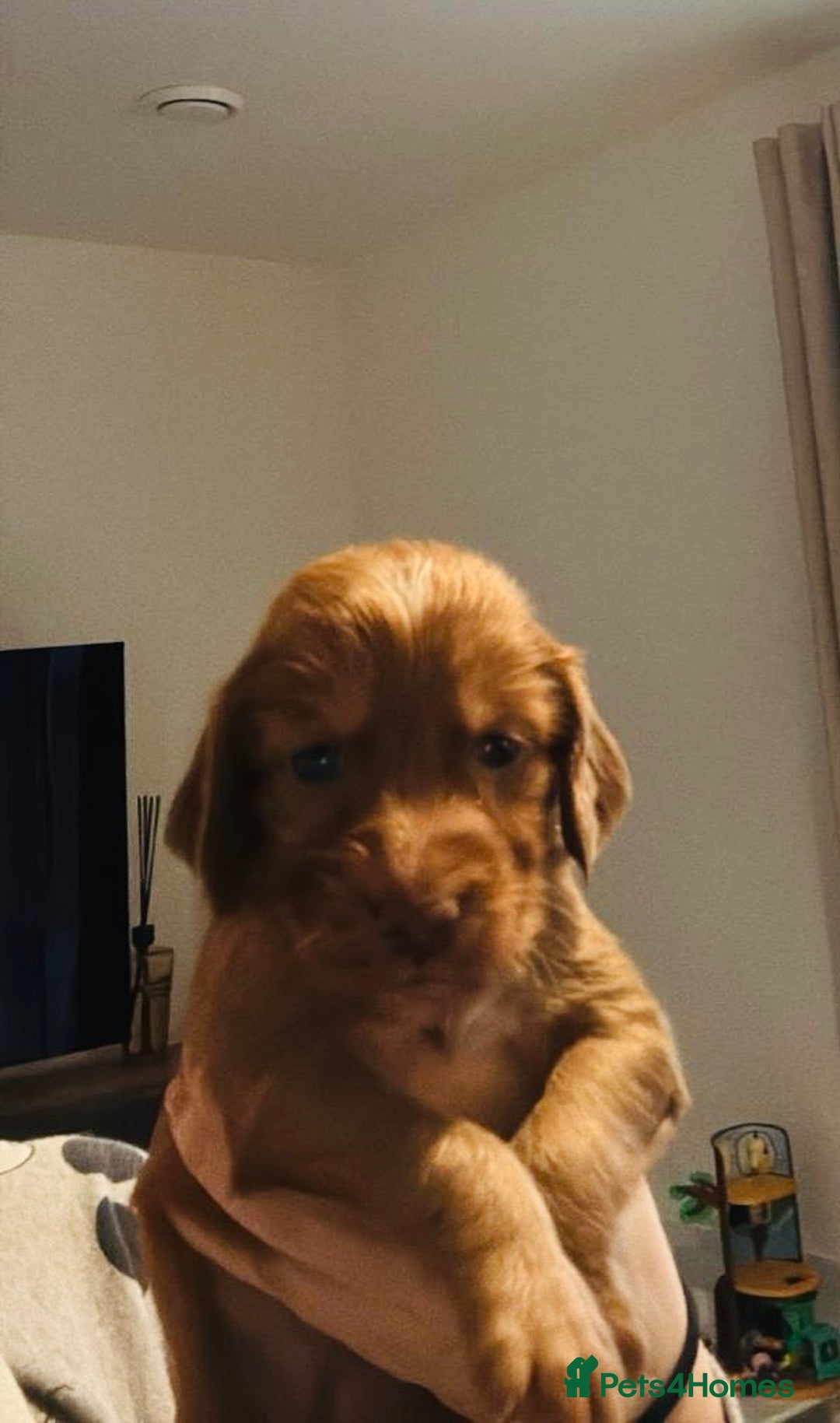 Cocker Spaniel dogs for sale: Fox Red Cocker Spaniel - Image 6