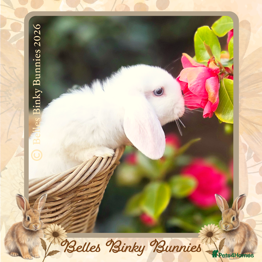 Mini Lop rabbits 🌷Ready Next Weekend 🌷 Mini Lop Baby🌷 - Advert 1