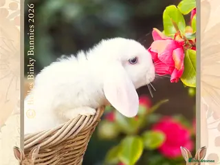 Mini Lop rabbits for sale: 🌷SOLD🌷 - Advert 1