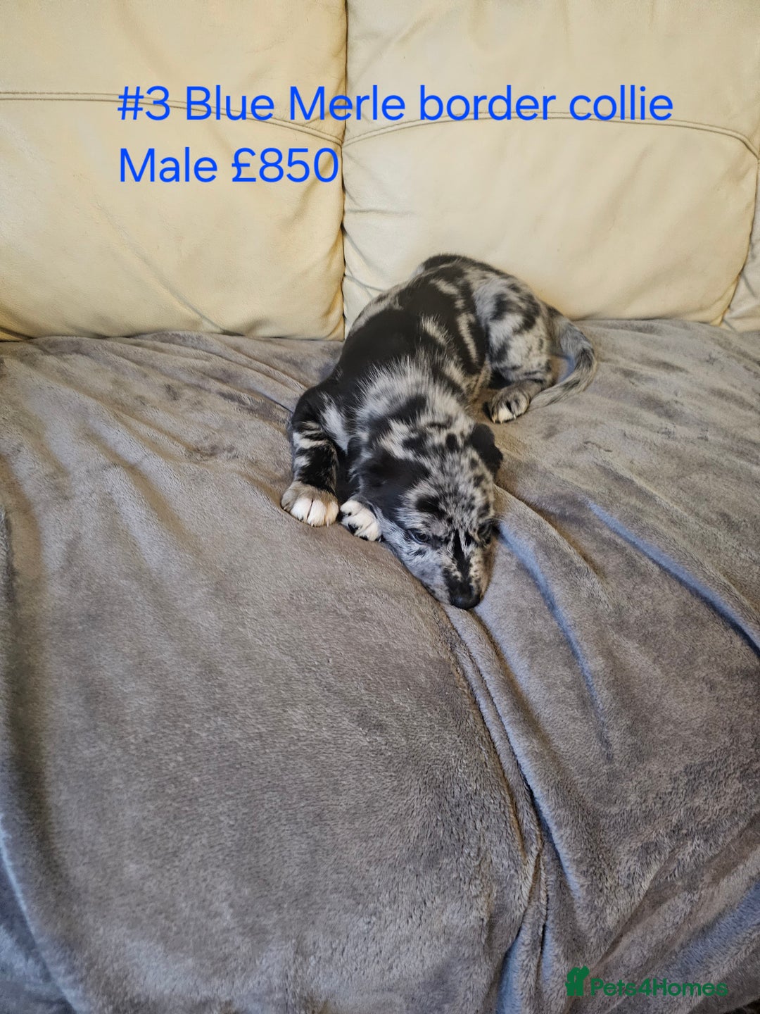 Border Collie dogs for sale: Blue merle&black&white puppies for sale  - Advert 14