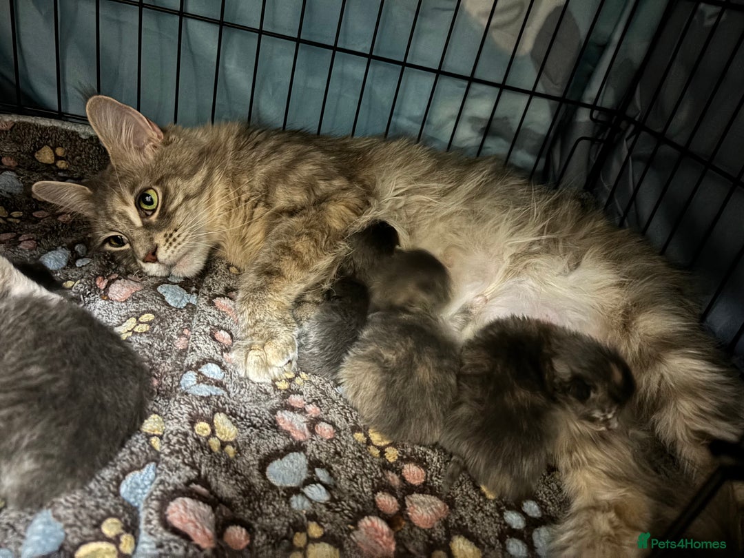 Maine Coon cats for sale: 5 Maine coon babies  - Advert 29