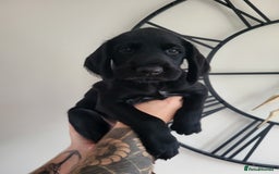 German Wirehaired Pointer dogs for sale: German Wirehaired Pointer puppies! - Image 9