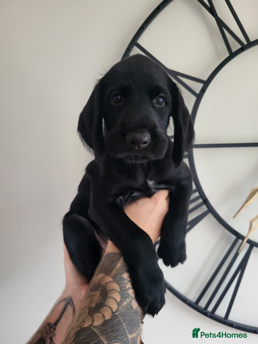 German Wirehaired Pointer dogs for sale: German Wirehaired Pointer puppies! - Image 9