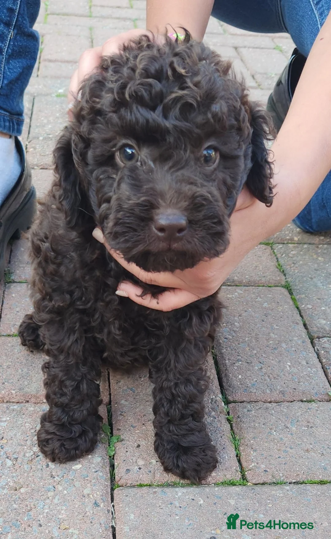 Cockapoo dogs for sale: 2 adorable little girls cockapoo pups  - Advert 2