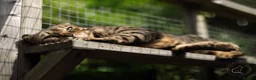 Bengal cats for sale: Full Bengal Brown Rosetted Female - Mia (Mims) - Advert 15