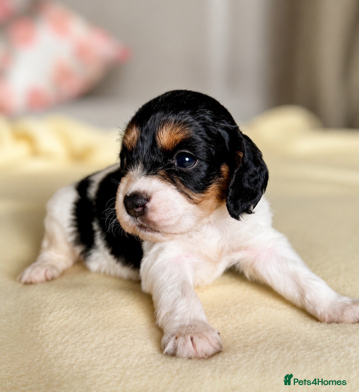Mixed Breed dogs Cavapoo x Cocker pups Merle, chocolate, tri, tan - Advert 1