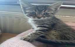 Domestic Shorthair cats for sale: Little Kitty’s Available  - Image 3