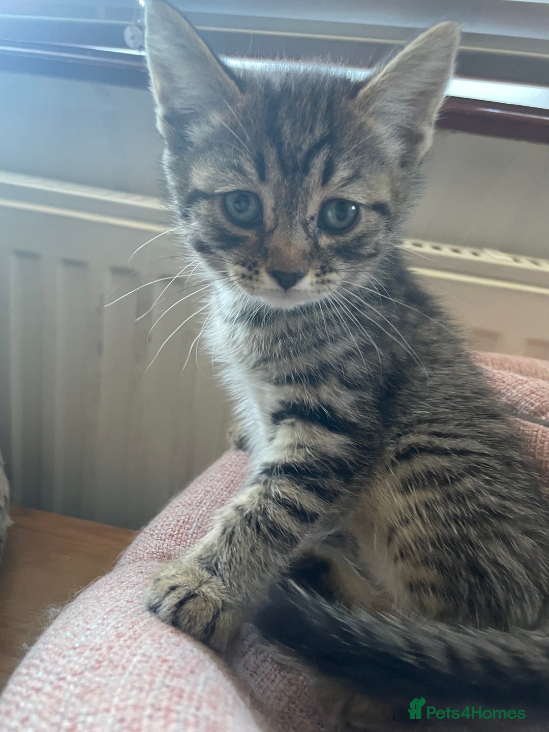 Domestic Shorthair cats for sale: Little Kitty’s Available  - Image 3