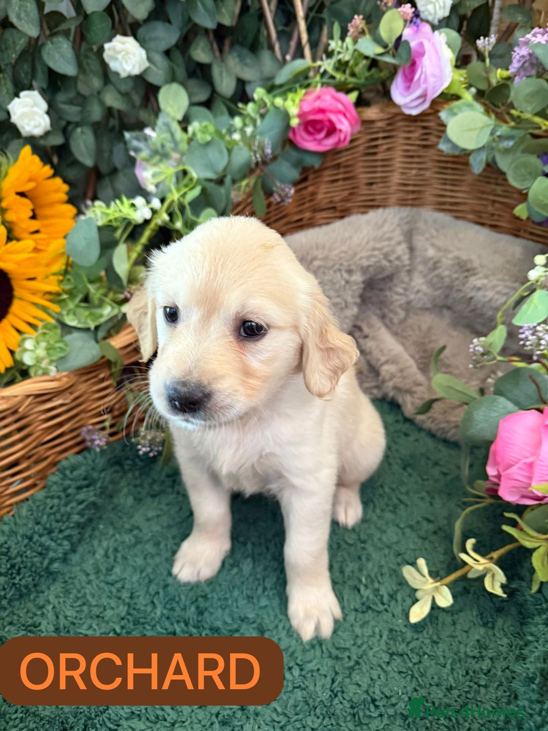 Golden Retriever dogs for sale: Stunning Golden Retriever puppies 🐾 - Image 2