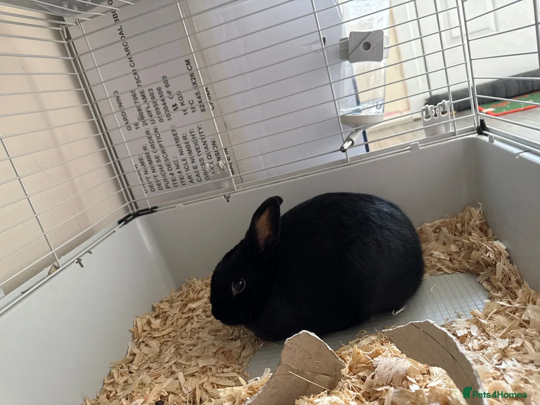 Mixed Breed rabbits for sale: Buttons  - Advert 2