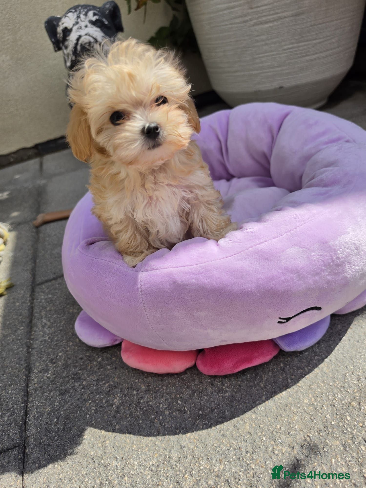 Maltipoo dogs 3 Gorgeous Asian F1 small Maltipoos - Advert 1