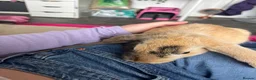 Mini Lop rabbits for sale: 5 month mini lop in Plymouth - Advert 3