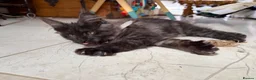 Maine Coon cats for sale: Stunning Black Smoke Boy Available Again - Advert 4