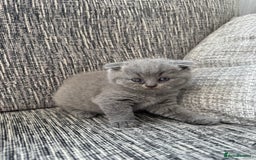 Scottish Fold cats for sale: Beautiful TICA reg Scottish Fold/Straight Kittens  - Image 16
