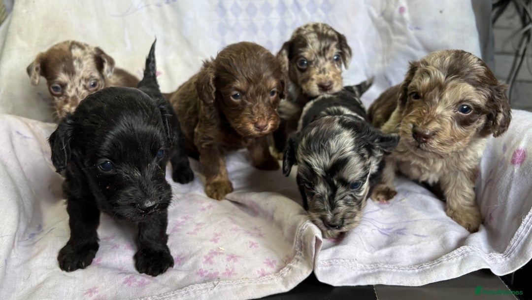 Doxiepoo dogs for sale: GORGEOUS DOXIEPOO PUPPIES  - Advert 5