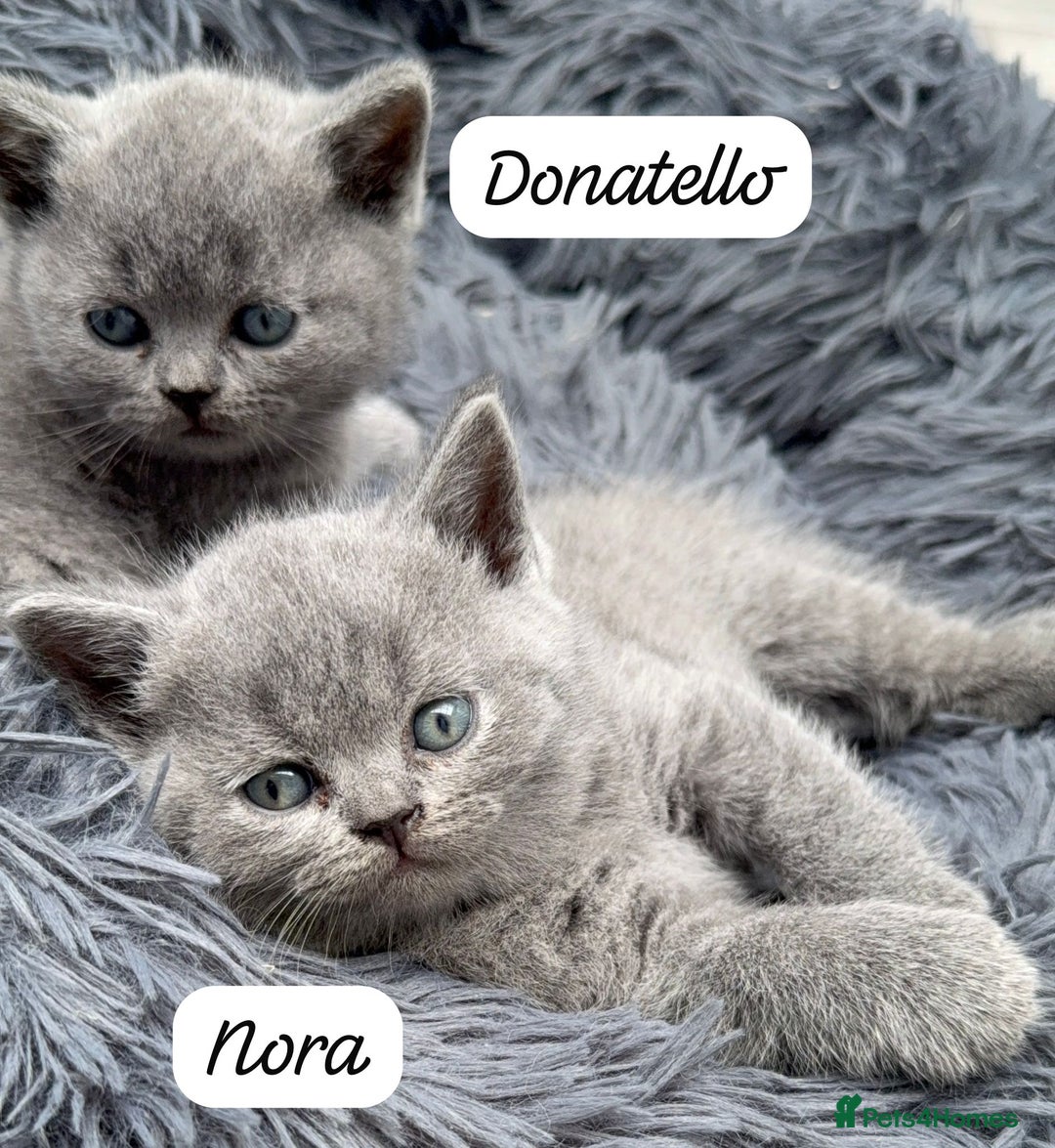 British Shorthair cats for sale: Beautiful Blue British shorthair kittens for sale - Image 8