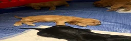 Cocker Spaniel dogs for sale: Cocker spaniel puppies  - Advert 14