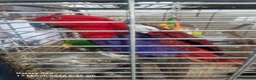 Mixed Breed birds for sale: Wonderful Breeding Pair of Eclectus Parrots 4 Sale - Advert 3