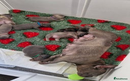 French Bulldog dogs for sale: 2 beautiful litters of French bulldog puppies - Image 26