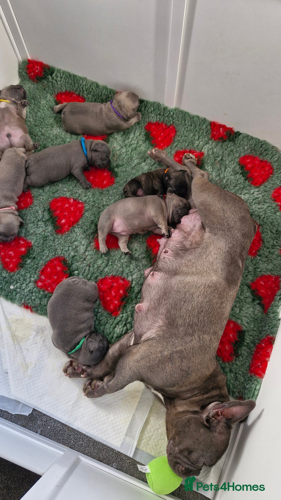 French Bulldog dogs for sale: 2 beautiful litters of French bulldog puppies - Image 26