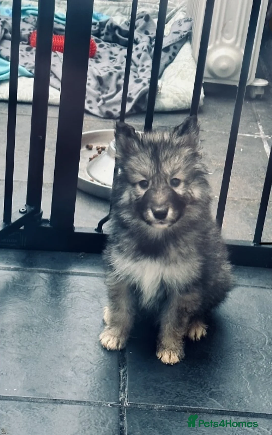 Mixed Breed dogs for stud:  Utonagan Stud: Husky/malamute/German shepherd mix - Advert 2