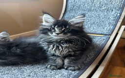 Maine Coon cats for sale: maine coon  - Advert 1