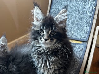 Maine Coon cats maine coon - Advert 4