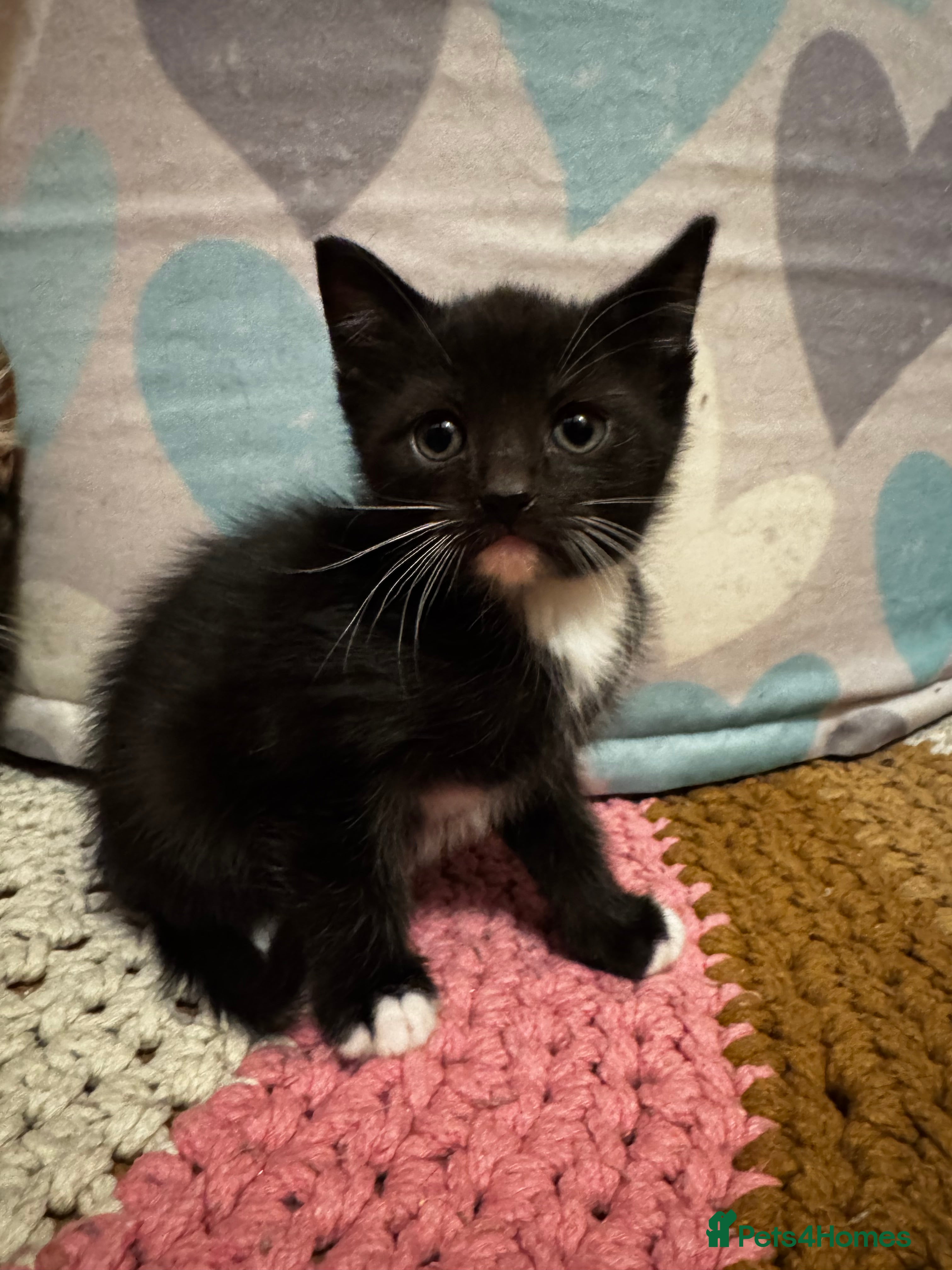 Mixed Breed cats Kittens 🐈🐈‍⬛ - Advert 8